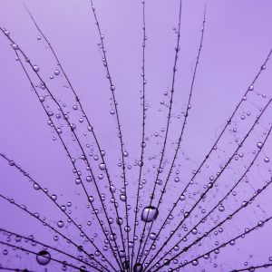 Background of dandelion with water drops.